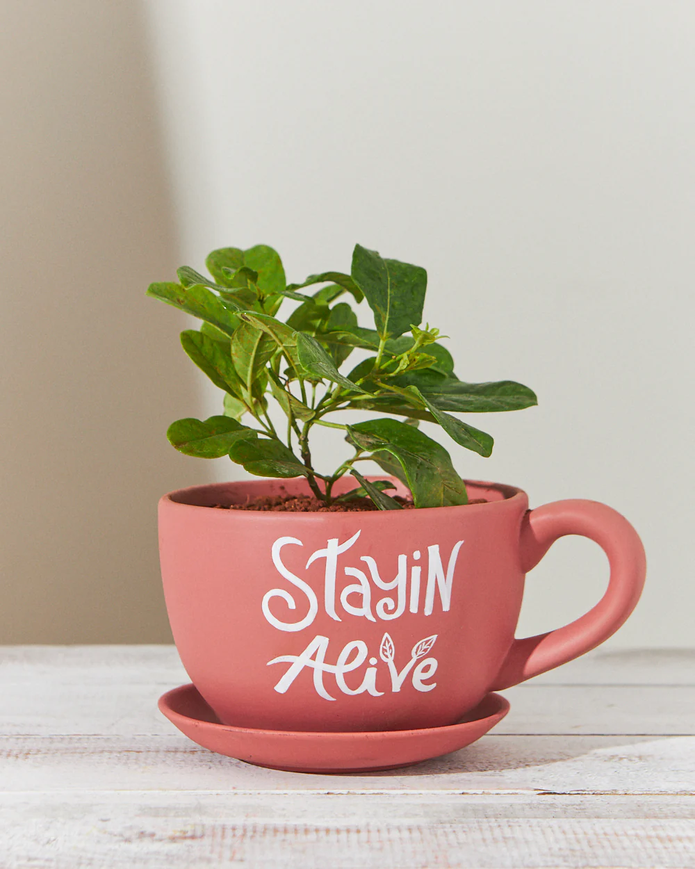 Stayin Alive  Planter - Coral - Image 8